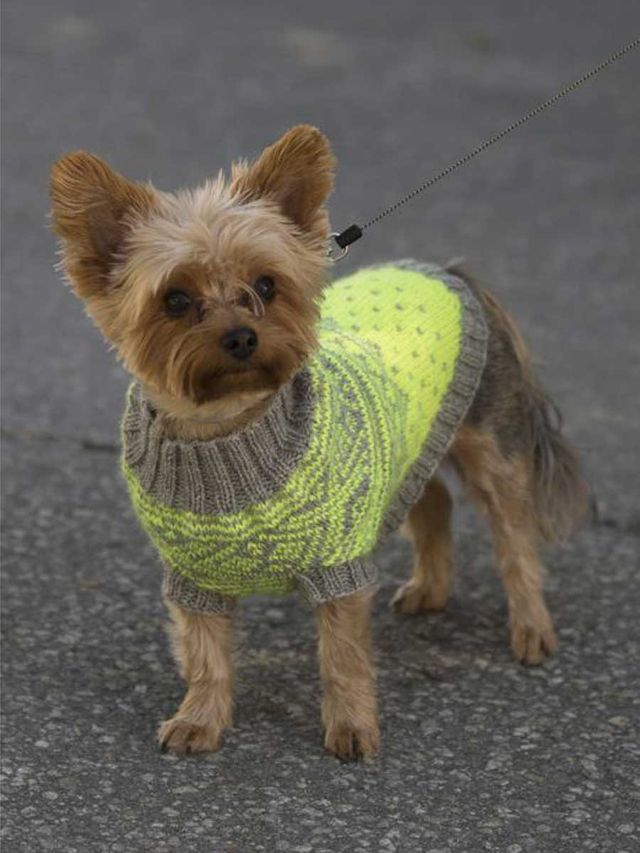 1711-27 Refleksvest Hund